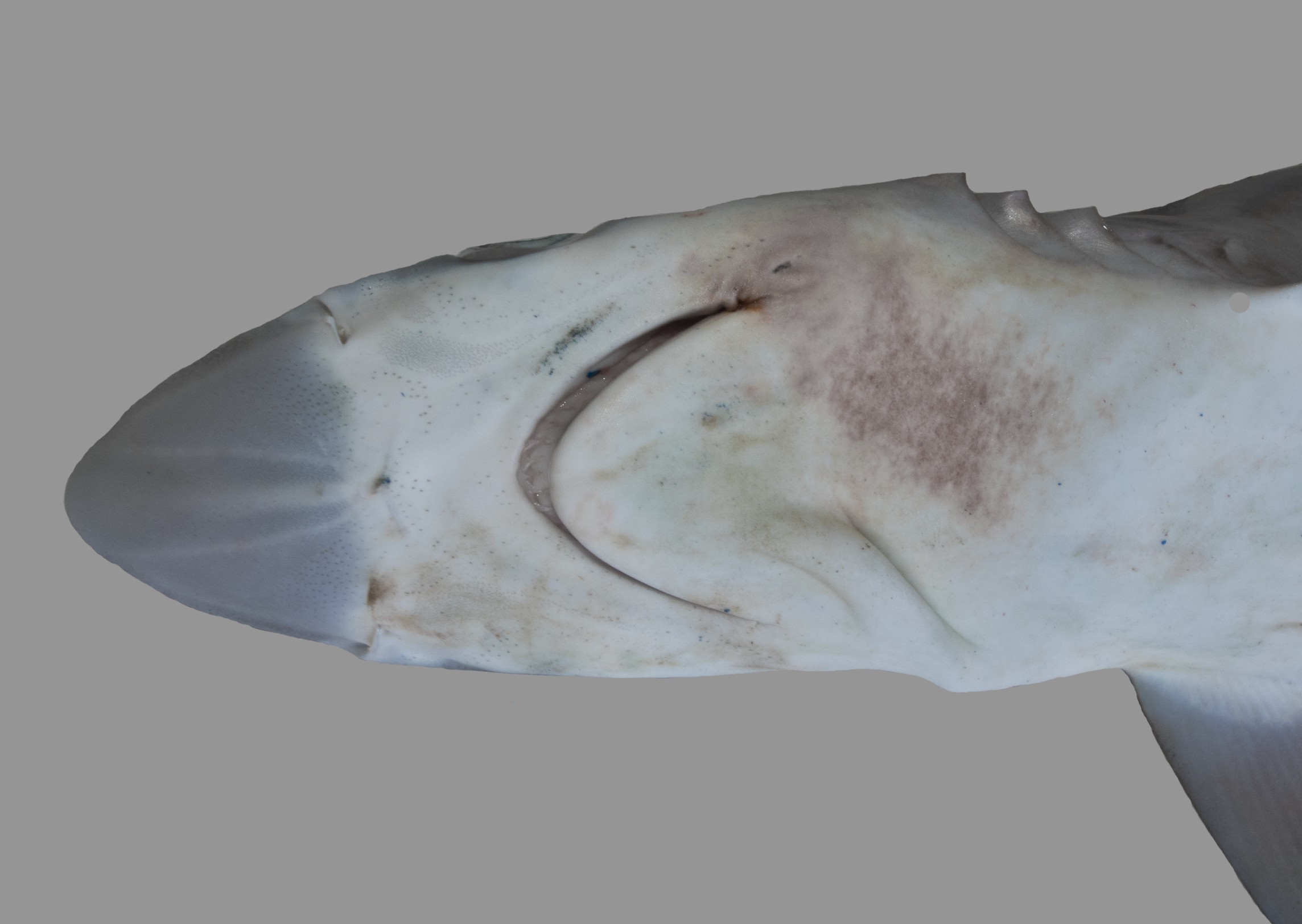 Loxodon macrorhinus, male, 82.5 cm TL, underside of snout, Saudi Arabia: Al Wajh; S.V. Bogorodsky